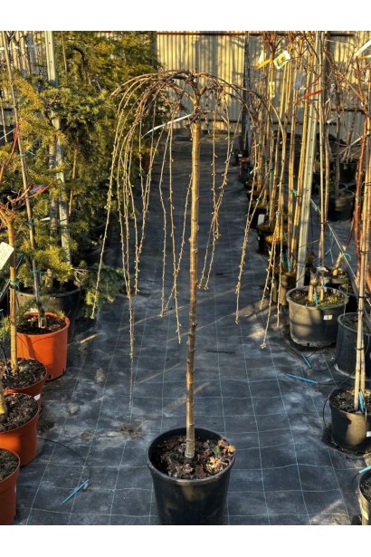 Сакура дрібнопильчаста Фрілі Фок на штамбі в горщику